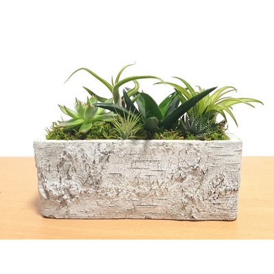 Birch Vase Rectangular with Air Plants & Succulent