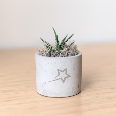 Zebra Succulent in Mini Parker Grey Line