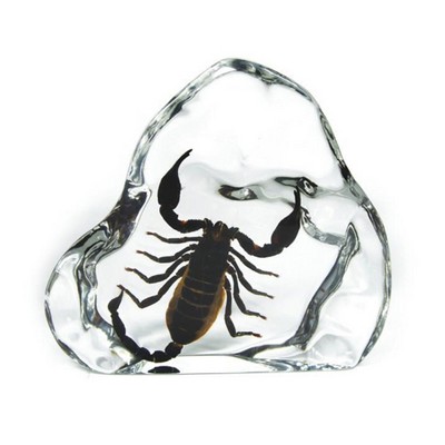 Lucite Paperweights with Real Black Scorpion, 7 x 6.6 x 1.4"