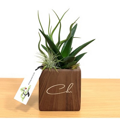 3" x 3" Woodgrain Square Vase with Air Plants and Succulent