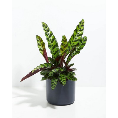 Medium Calathea Rattlesnake Plant Kit