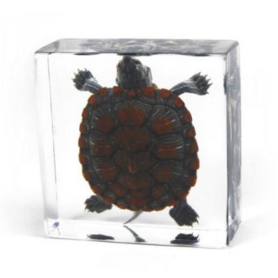 Lucite Paperweights with Real Tortoise, 3"X3"X 1 1/8"