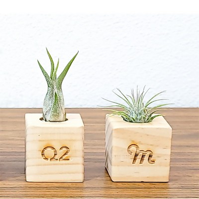 1.5" x 1.5" Wood Cube with Air Plant