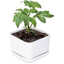 3" Ceramic Grow Kit w/Basil