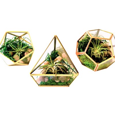 Air Plants in Geometric Glass Terrarium