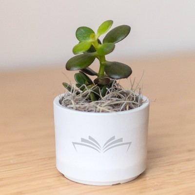 Jade Plant in Mini Mason Grey Pot