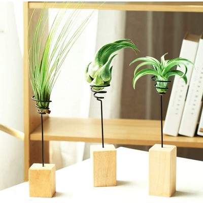 Air Plant In Wooden Stand With Spring Wire Us Made