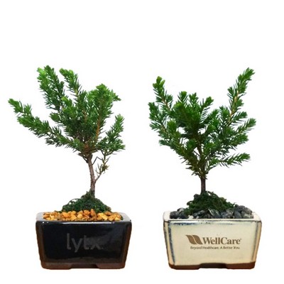 4" Ceramic with Bonsai Tree