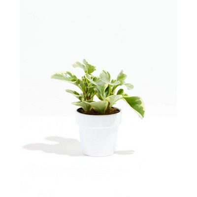 Small Peperomia Variegated Baby Rubber Plant Kit