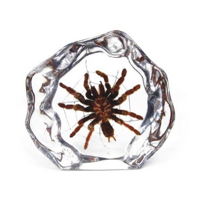 Lucite Paperweights with Real Tarantulas, 4.45"X3.86"X 0.98"