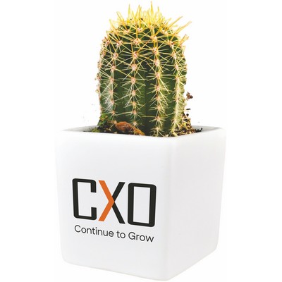 Green Gift - Cactus Growing kit with white ceramic pot