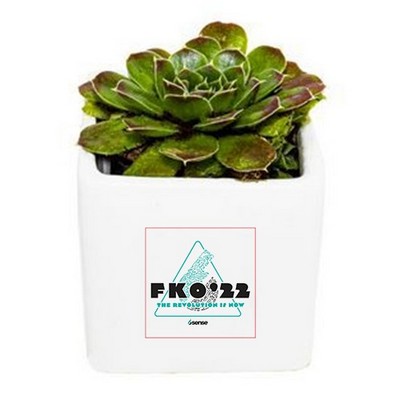 Assorted Succulents in White Square Ceramic Pot