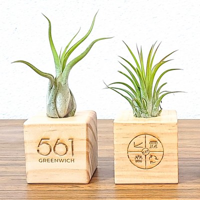 2" x 2" Wood Cube with Air Plant