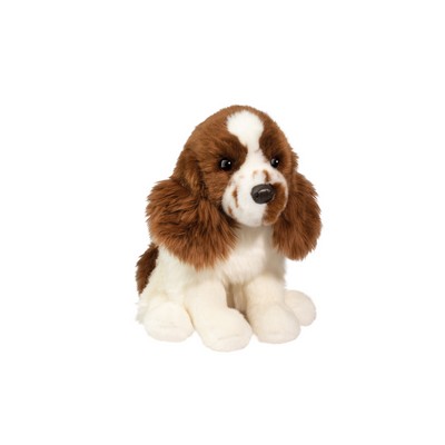 Chip Springer Spaniel