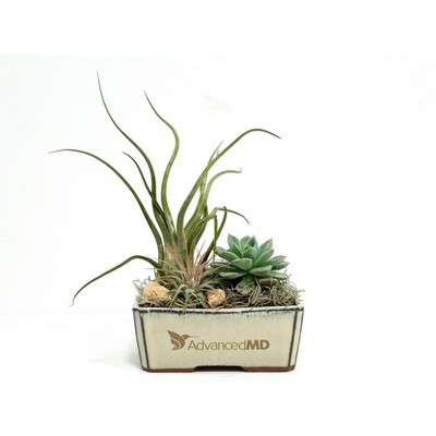 5" Ceramic with Air Plants & Succulent