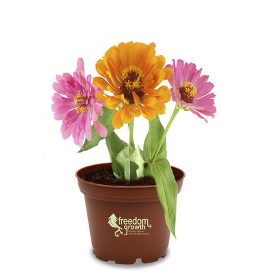 Petite Terra Cotta Planter Kit