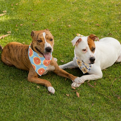 Pet Hemmed Bandana Full Color 20x20