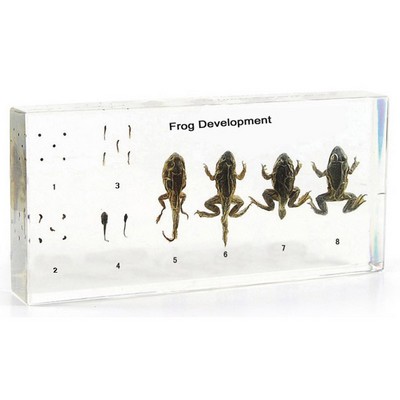 Lucite Display with Life Cycle of Frog, 5.51x 2.52 x 0.71"