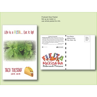 Cilantro/ Coriander Herb Seed Packet - Postcard Mailer Size (4" x 6.5")