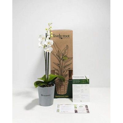 White Moth Orchid Plant Kit