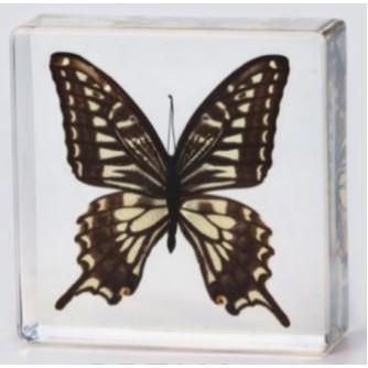 Lucite Paperweight with Real Butterfly, 3 x 3 x 1 1/8"