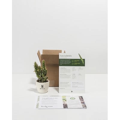 Petite Assorted Cactus Plant Kit