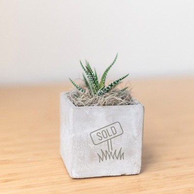 Zebra Succulent in Mini Eleanor Cube Pot