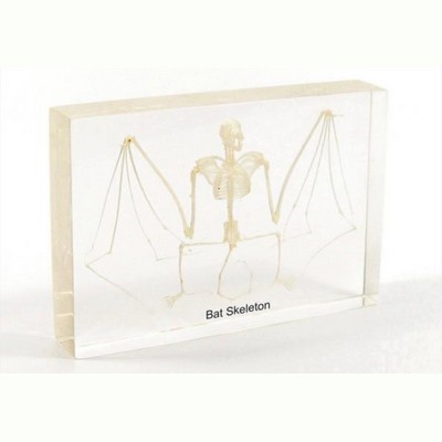 Lucite Display with Bat Skeleton, 5.33x 2.5 x 1"