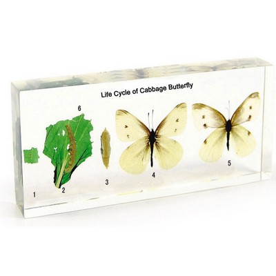 Lucite Display with Life Cycle of Cabbage Butterfly, 5.51x 2.52 x 0.71"