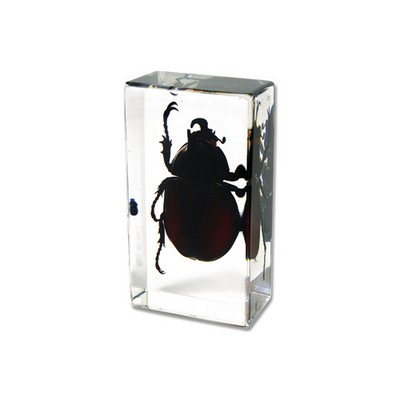 Lucite Piece with Real Unicorn Beetle, 2.9x0.16x0.94"