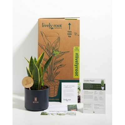 Medium Variegated Laurentii Snake Plant Kit