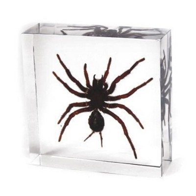 Lucite Paperweights with Real Tarantula, 3"X3"X 1 1/8"