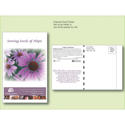 Purple Coneflower Seed Packet - Postcard Mailer Size (4" x 6.5")