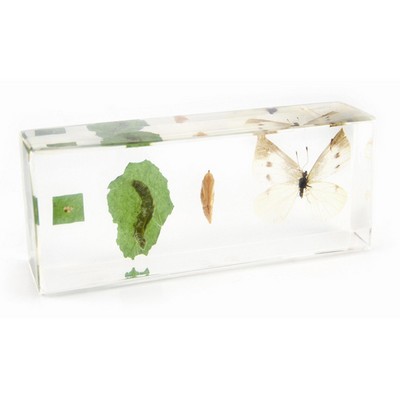 Lucite Display with Life Circle of Cabbage Worm, 1.69 x 4.33 x 1.10"