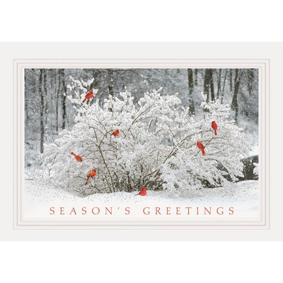 Winter Perch Holiday Cards