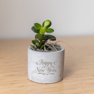 Jade Plant in Mini Parker Grey Pot