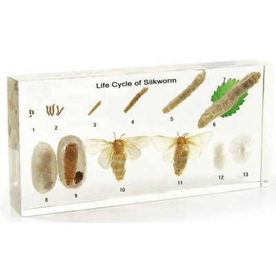 Lucite Display with Life Cycle of Silk worm, 6.46 x 3.07 x 0.79"