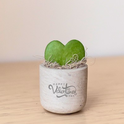 Hoya Heart in Mini Wilson Grey Pot