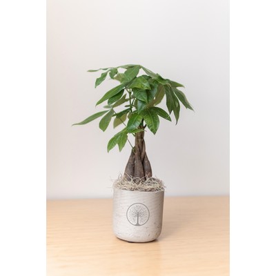 Money Tree in Large Wilson Grey Pot