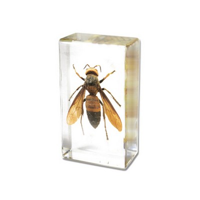 Lucite Piece with Real Wasp, 2 7/8 x 1 5/8 x 1"