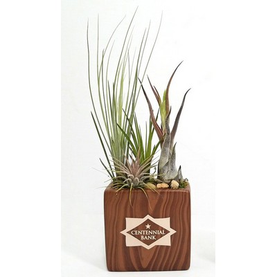 4" Woodgrain Rectangle Vase with Air Plant