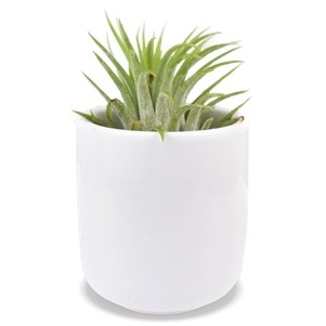 Air Plant In Ceramic Container