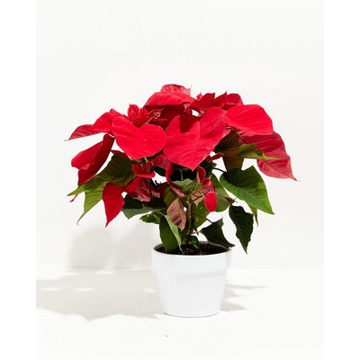 Medium Abundant Red Holiday Poinsettia