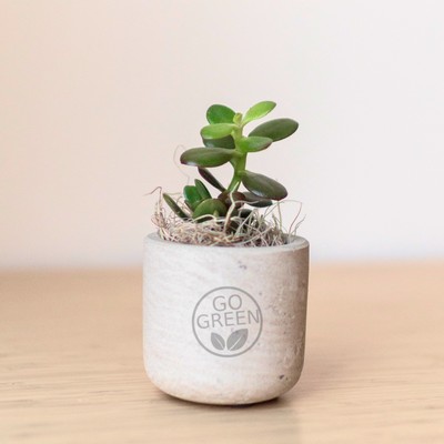 Jade Plant in Mini Wilson Grey Pot