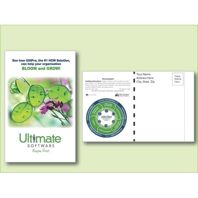 Moneyplant Seed Packet - Postcard Mailer Size (4" x 6.5")