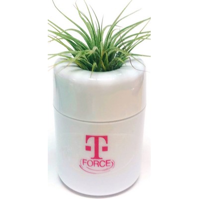 Air Plant in White Pot