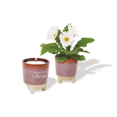 Modern Sprout® Glow & Grow Live Well Gift Set - Burgundy: Wildflower w- Daisy Seeds